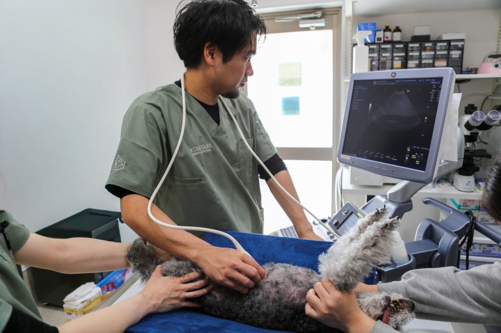 ペットドック（健康診断）